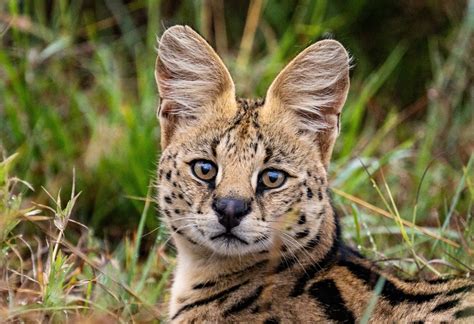 Exotic serval cat rescued from tree tests positive for cocaine